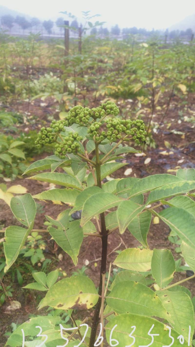江西吴茱萸一年苗高35Cm以上基地供应苗纯成活高