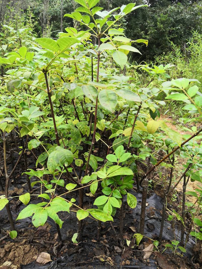 江西吴茱萸一年苗高35Cm以上基地供应苗纯成活高