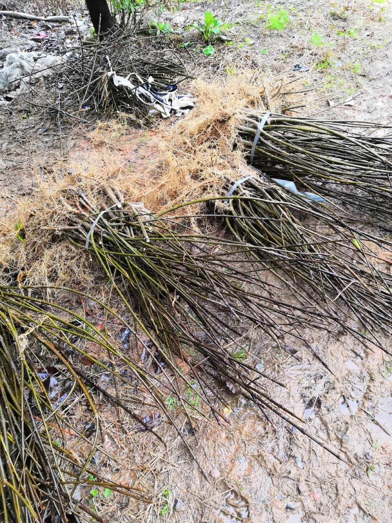江西吴茱萸一年苗高35Cm以上基地供应苗纯成活高