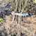 江西吴茱萸一年苗高35Cm以上基地供应苗纯成活高
