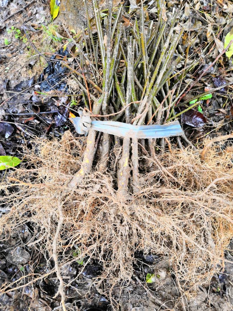 江西吴茱萸一年苗高35Cm以上基地供应苗纯成活高