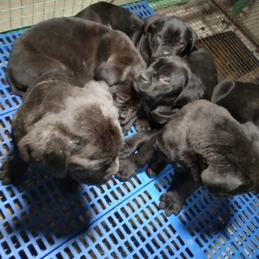 卡斯罗幼犬卡斯罗价格卡斯罗公全国发货一只也发货