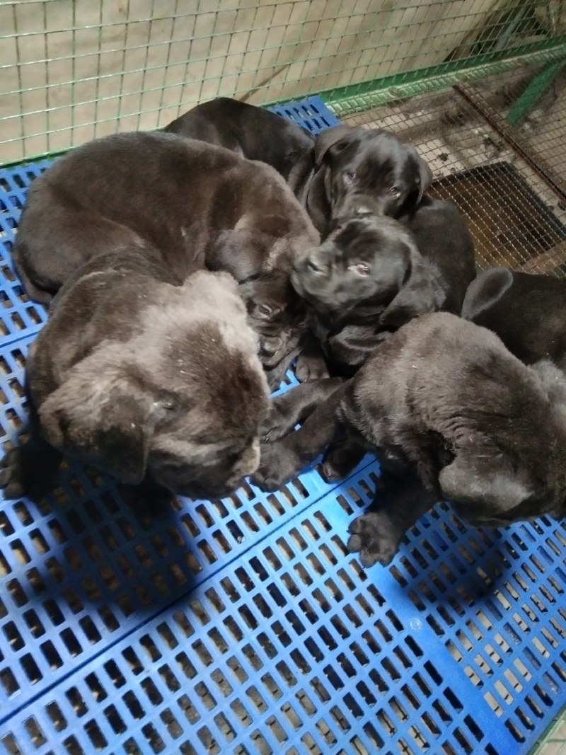 卡斯罗幼犬卡斯罗价格卡斯罗公全国发货一只也发货