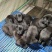 卡斯罗幼犬卡斯罗价格卡斯罗公全国发货一只也发货