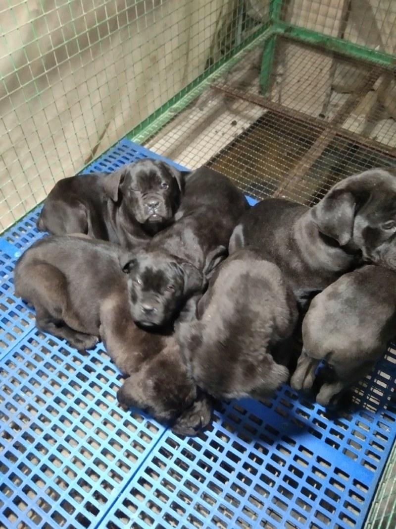 卡斯罗幼犬卡斯罗价格卡斯罗公全国发货一只也发货