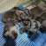 卡斯罗幼犬卡斯罗价格卡斯罗公全国发货一只也发货