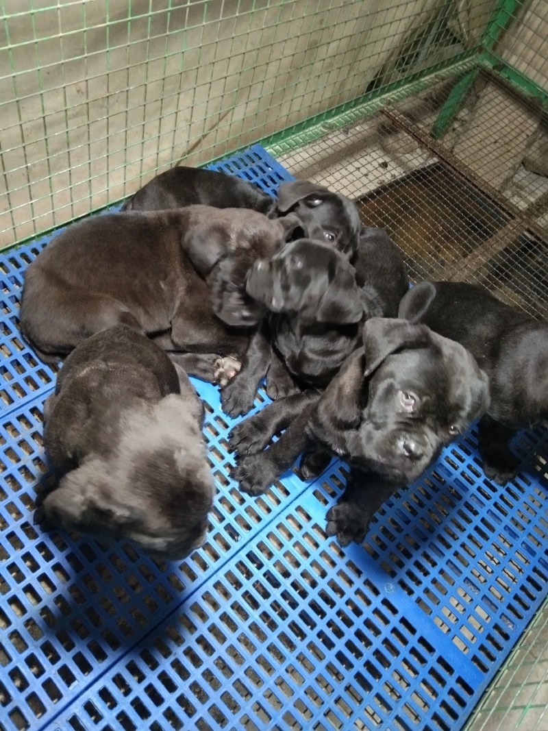 卡斯罗幼犬卡斯罗价格卡斯罗公全国发货一只也发货