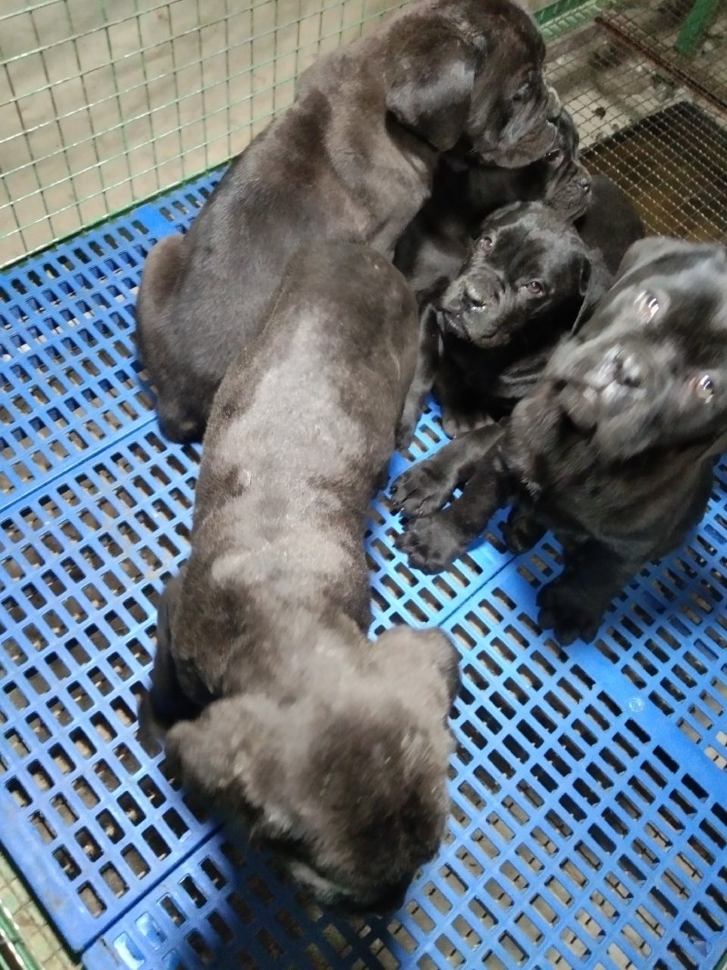 卡斯罗幼犬卡斯罗价格卡斯罗公全国发货一只也发货