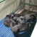 卡斯罗幼犬卡斯罗价格卡斯罗公全国发货一只也发货