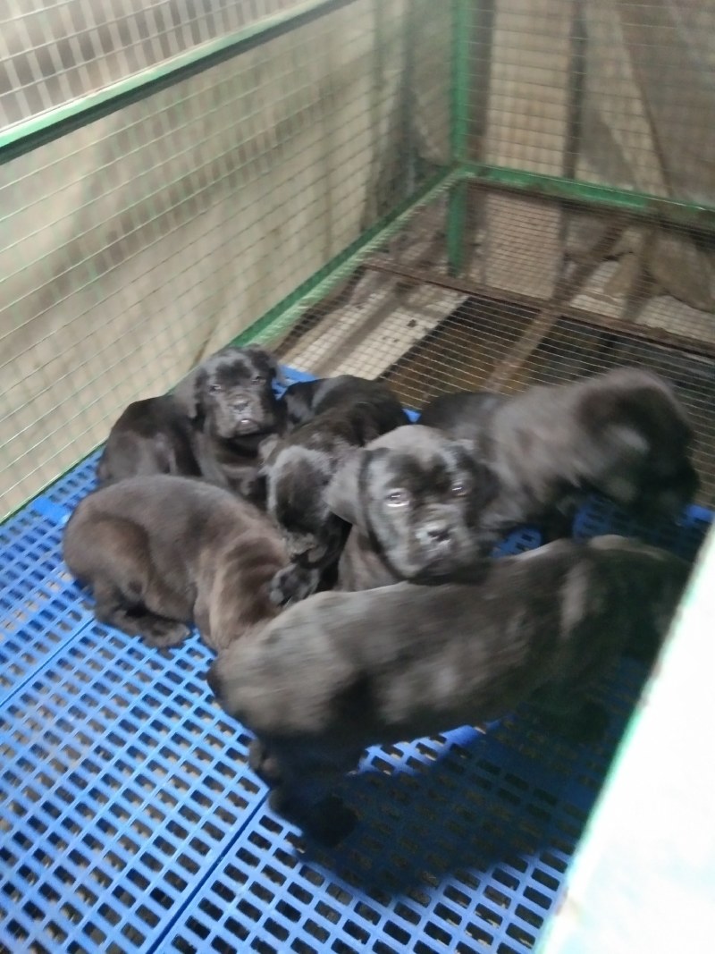 卡斯罗幼犬卡斯罗价格卡斯罗公全国发货一只也发货