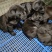 卡斯罗幼犬卡斯罗价格卡斯罗公全国发货一只也发货