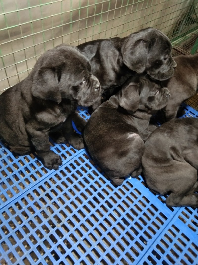 卡斯罗幼犬卡斯罗价格卡斯罗公全国发货一只也发货