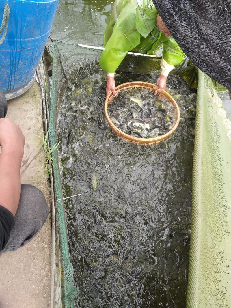 草鱼苗，鱼苗长势快抗病毒鱼苗量大支持送货上门，
