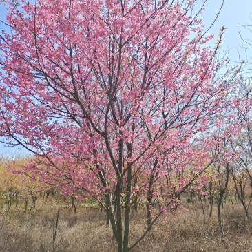 供应福建山樱花中国红樱花