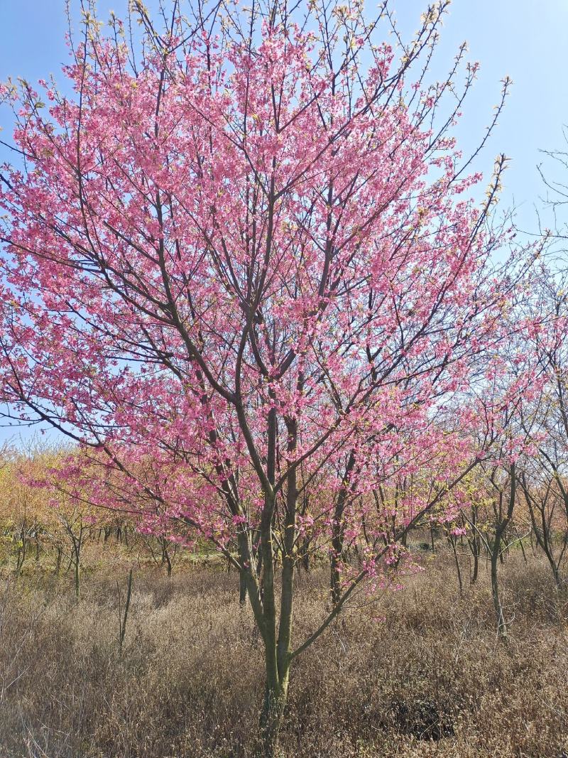 供应福建山樱花中国红樱花