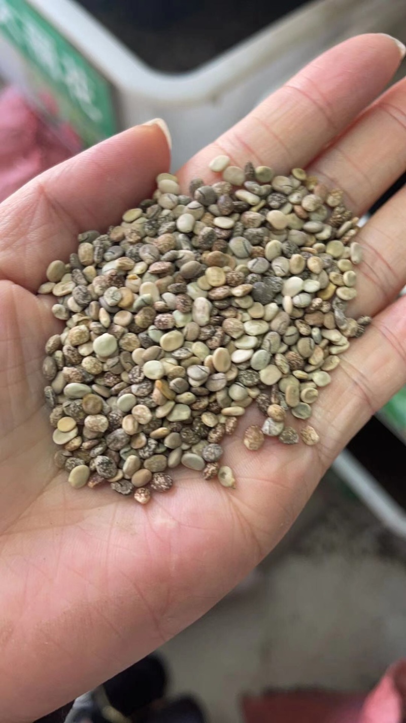 鲁冰花种子羽扇豆种子高发芽率园林景观花海包邮