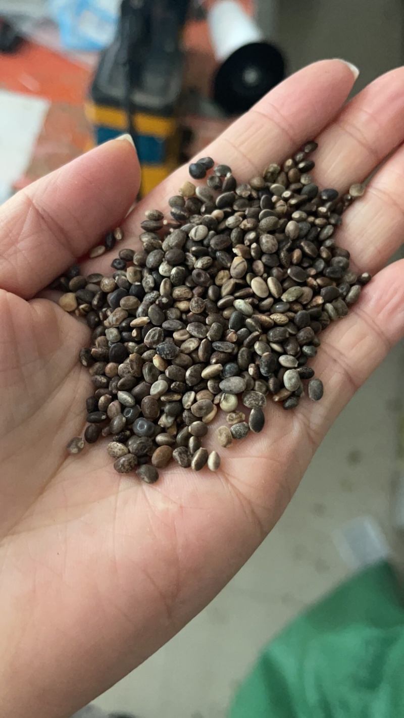 鲁冰花种子羽扇豆种子高发芽率园林景观花海包邮