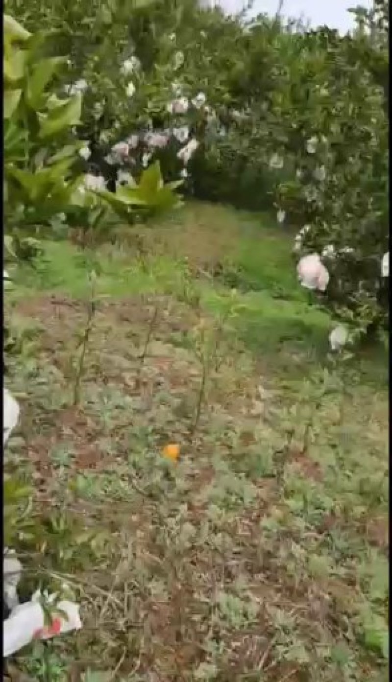 有水有公路的果园转让
