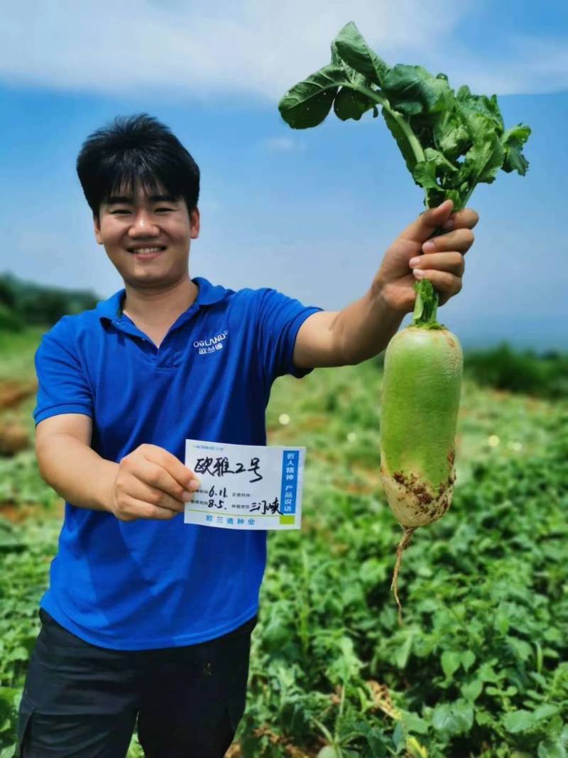 夏播抗热萝卜种子欧雅2号夏季耐热耐高温反季节50天上市