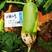 夏播抗热萝卜种子，欧雅2号夏季耐热耐高温反季节50天上市