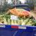 夏播抗热萝卜种子，欧雅2号夏季耐热耐高温反季节50天上市