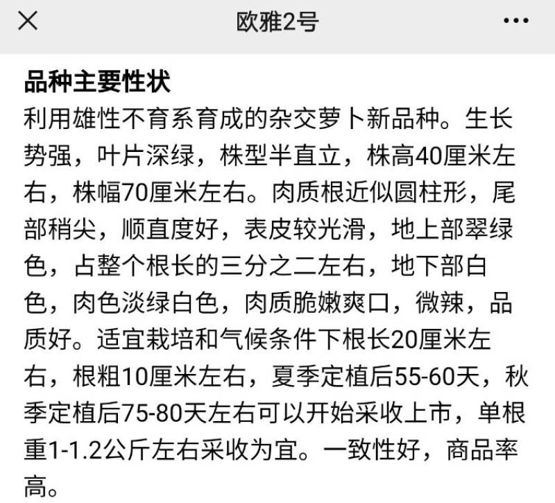夏播抗热萝卜种子欧雅2号夏季耐热耐高温反季节50天上市