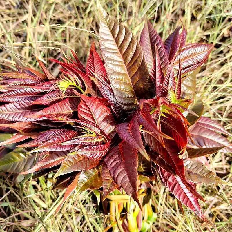 红油香椿种子高产香椿芽苗菜香椿树苗籽水培种植四季播蔬菜种