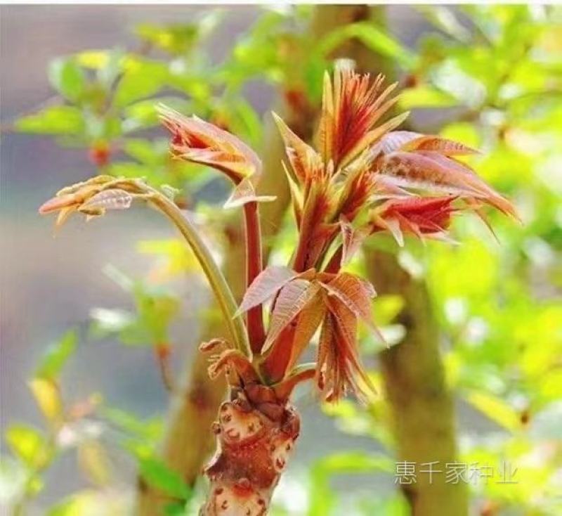 红油香椿种子高产香椿芽苗菜香椿树苗籽水培种植四季播蔬菜种