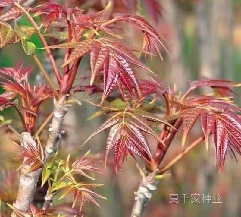 红油香椿种子高产香椿芽苗菜香椿树苗籽水培种植四季播蔬菜种