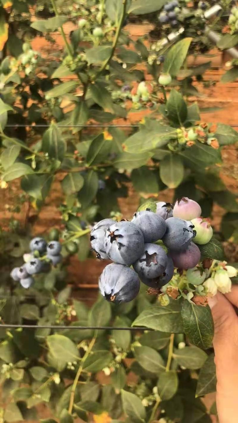 热销中云南省石屏县，精品蓝莓，口感极，需要的联系。