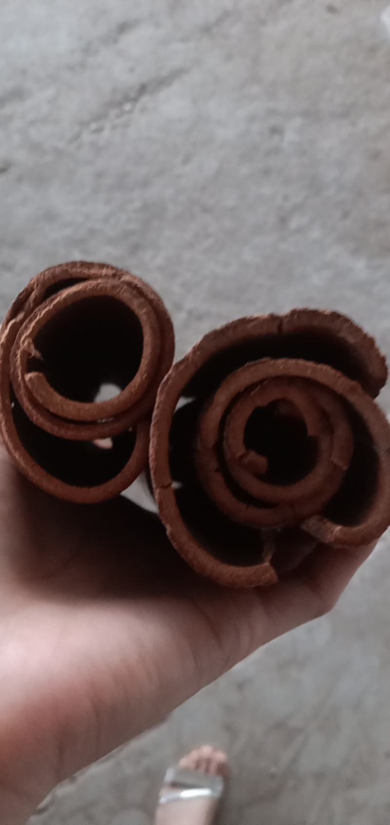 产地直销玉桂桂皮欢迎选购有大量货源欢迎选购