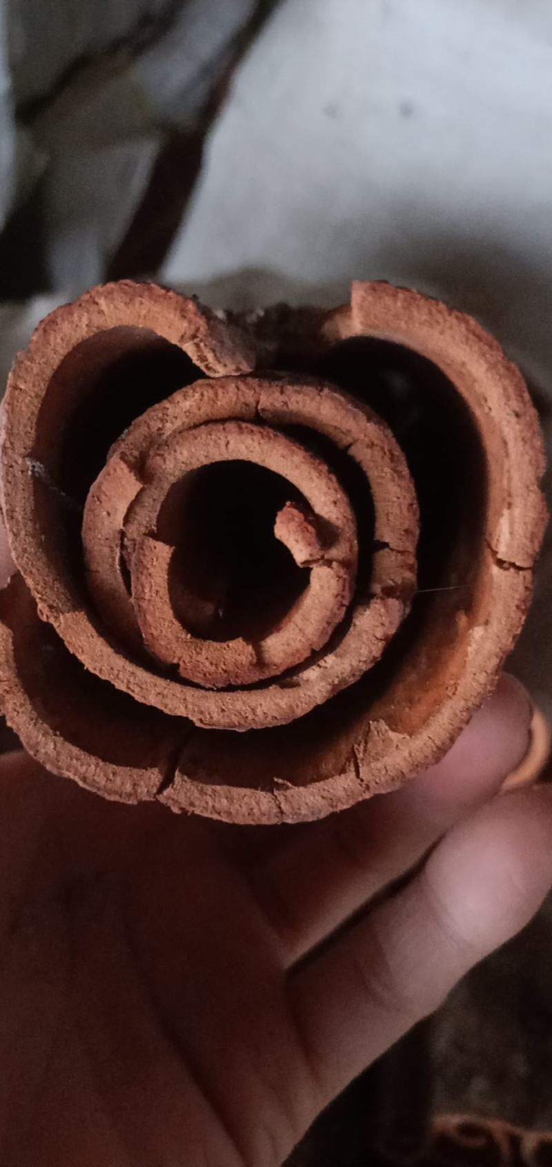 产地直销玉桂桂皮欢迎选购有大量货源欢迎选购