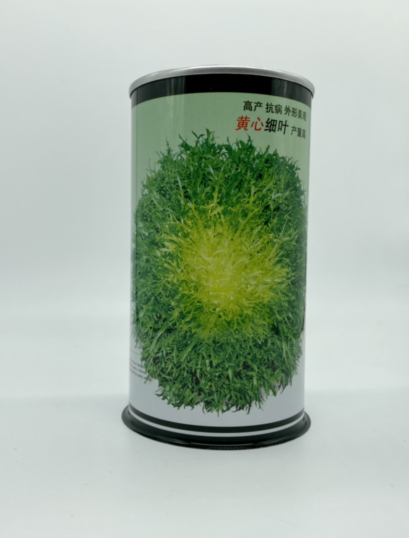 黄心苦苣种子大田菜园高产易种碎叶细叶黄心苦菊种子蔬