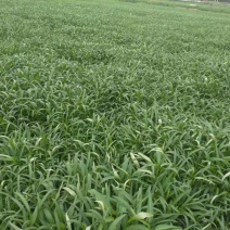 叶菜类广东本地青通菜