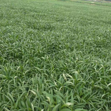 叶菜类广东本地青通菜