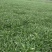 叶菜类广东本地青通菜