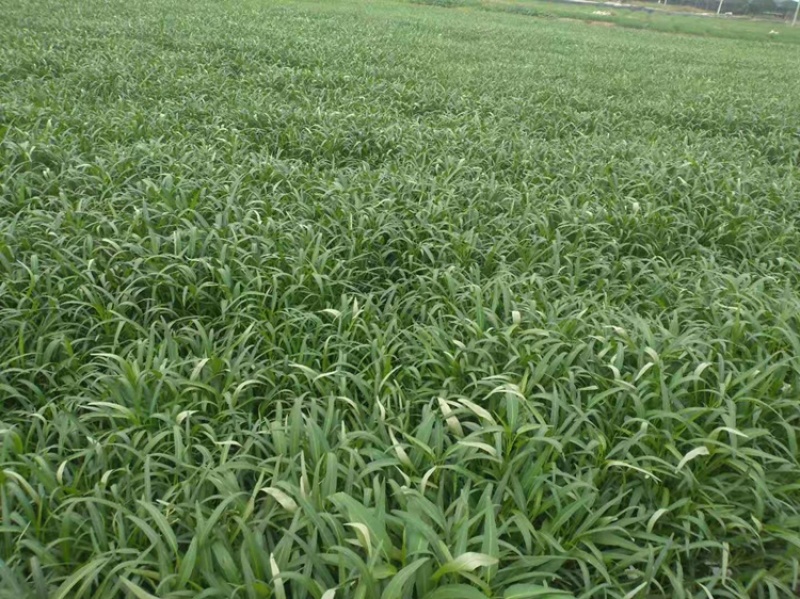 叶菜类广东本地青通菜