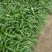 叶菜类广东本地青通菜