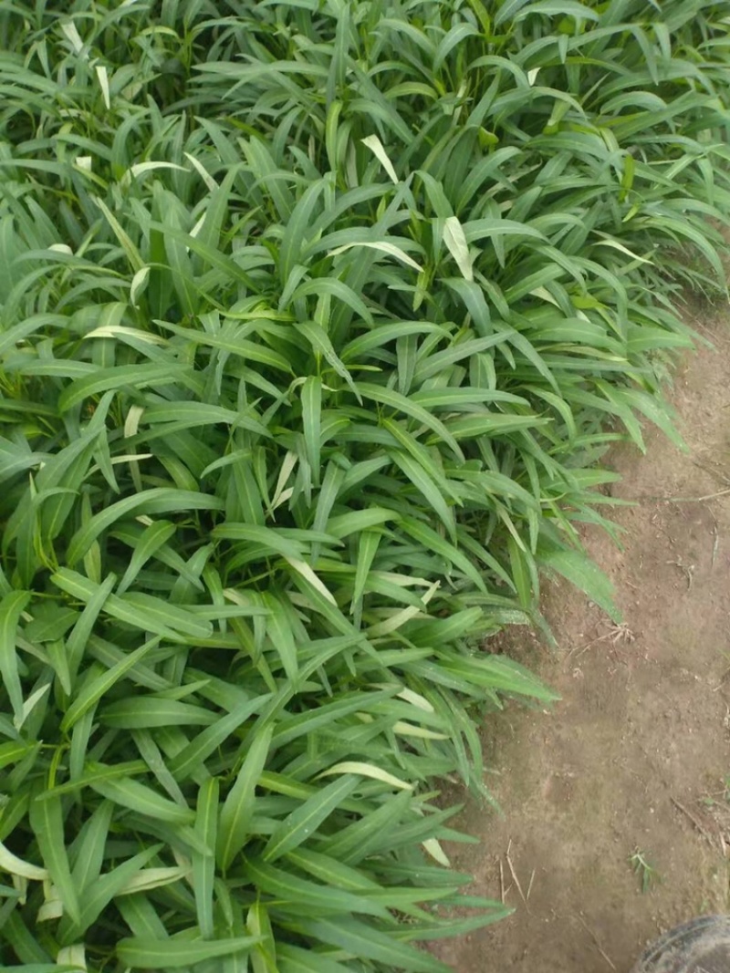 叶菜类广东本地青通菜