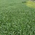 叶菜类广东本地青通菜