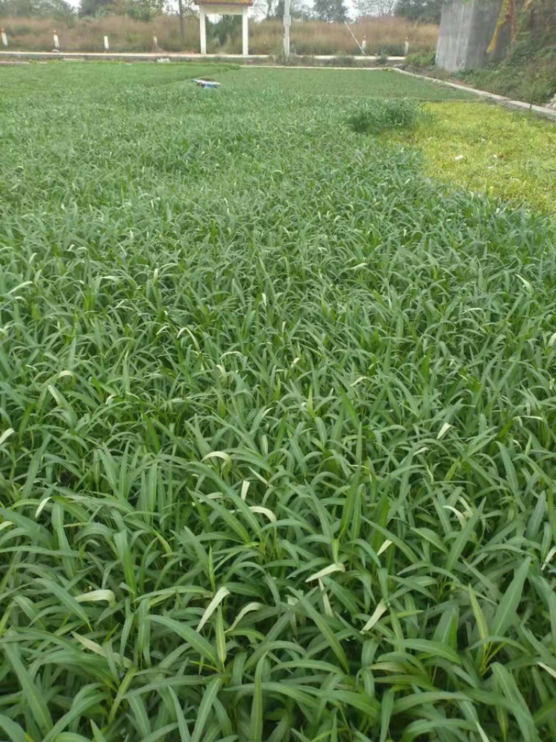 叶菜类广东本地青通菜