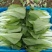精品奶白菜（奶白菜）