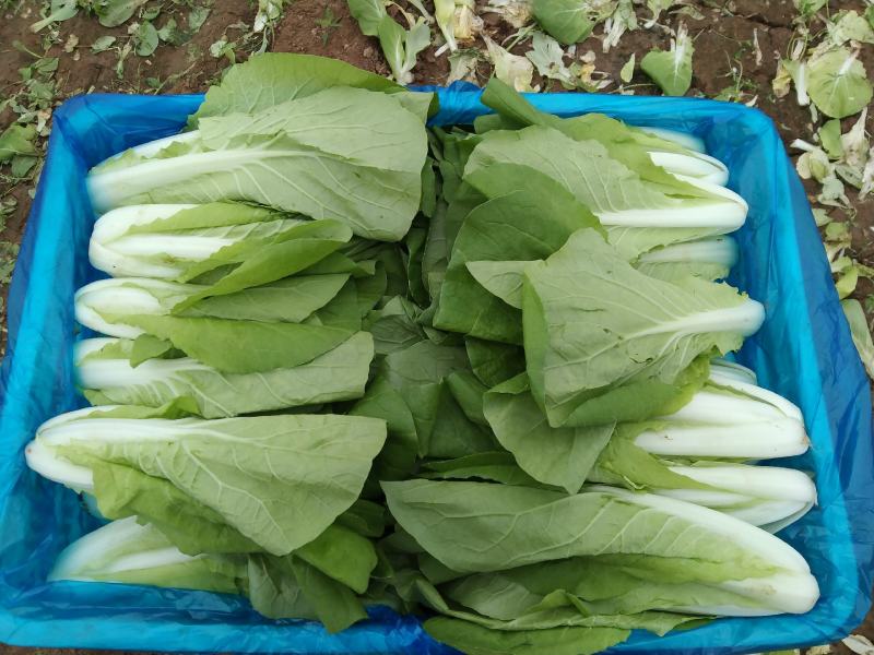 精品奶白菜（奶白菜）