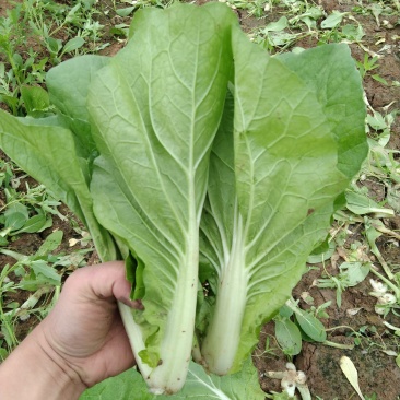 精品奶白菜（奶白菜）