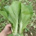 精品奶白菜（奶白菜）