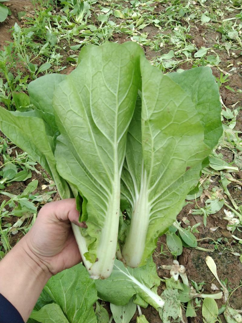 精品奶白菜（奶白菜）