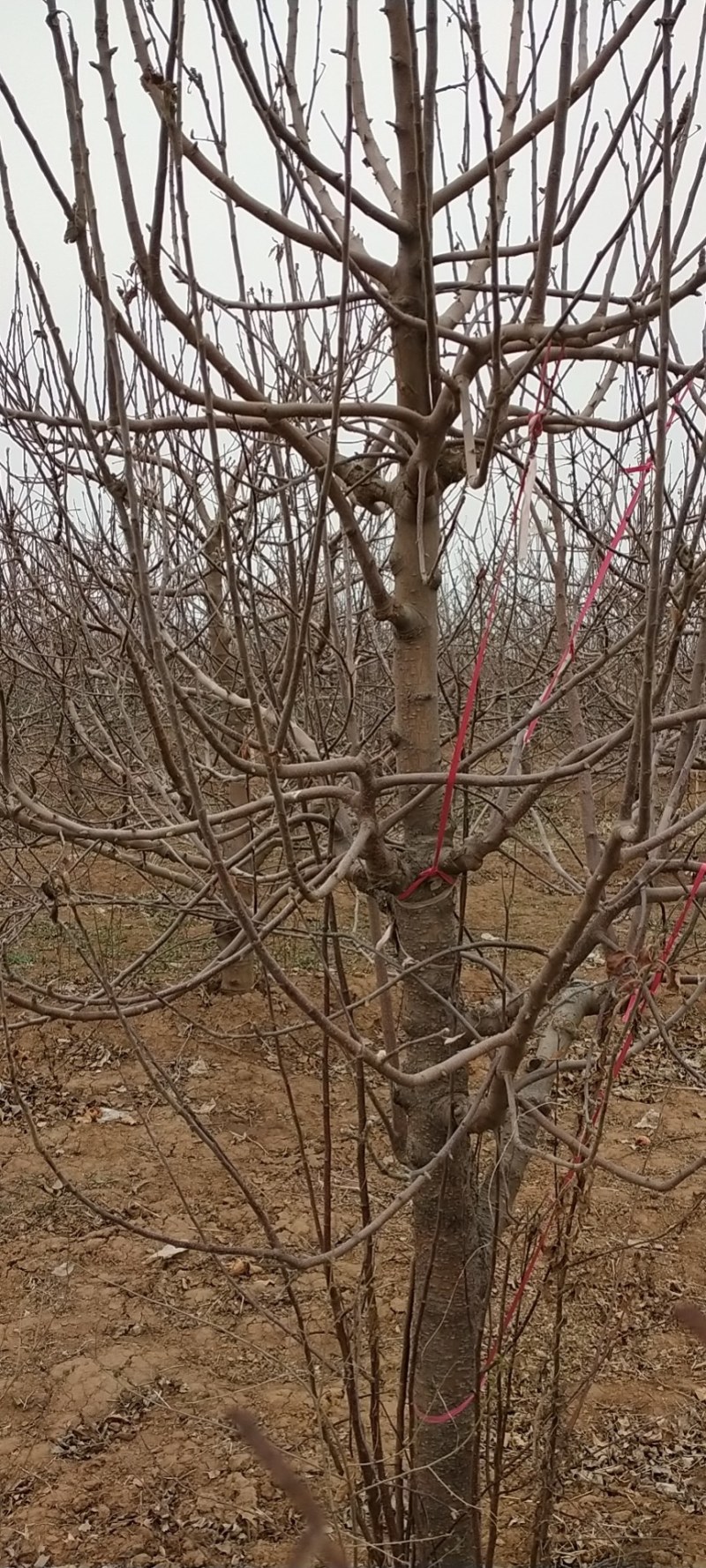 占地梨树杏绿化树大量供应馆陶县众康果品站