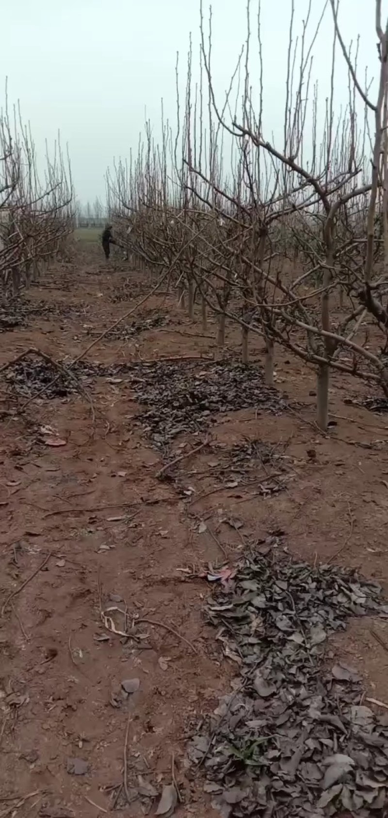 占地梨树杏绿化树大量供应馆陶县众康果品站