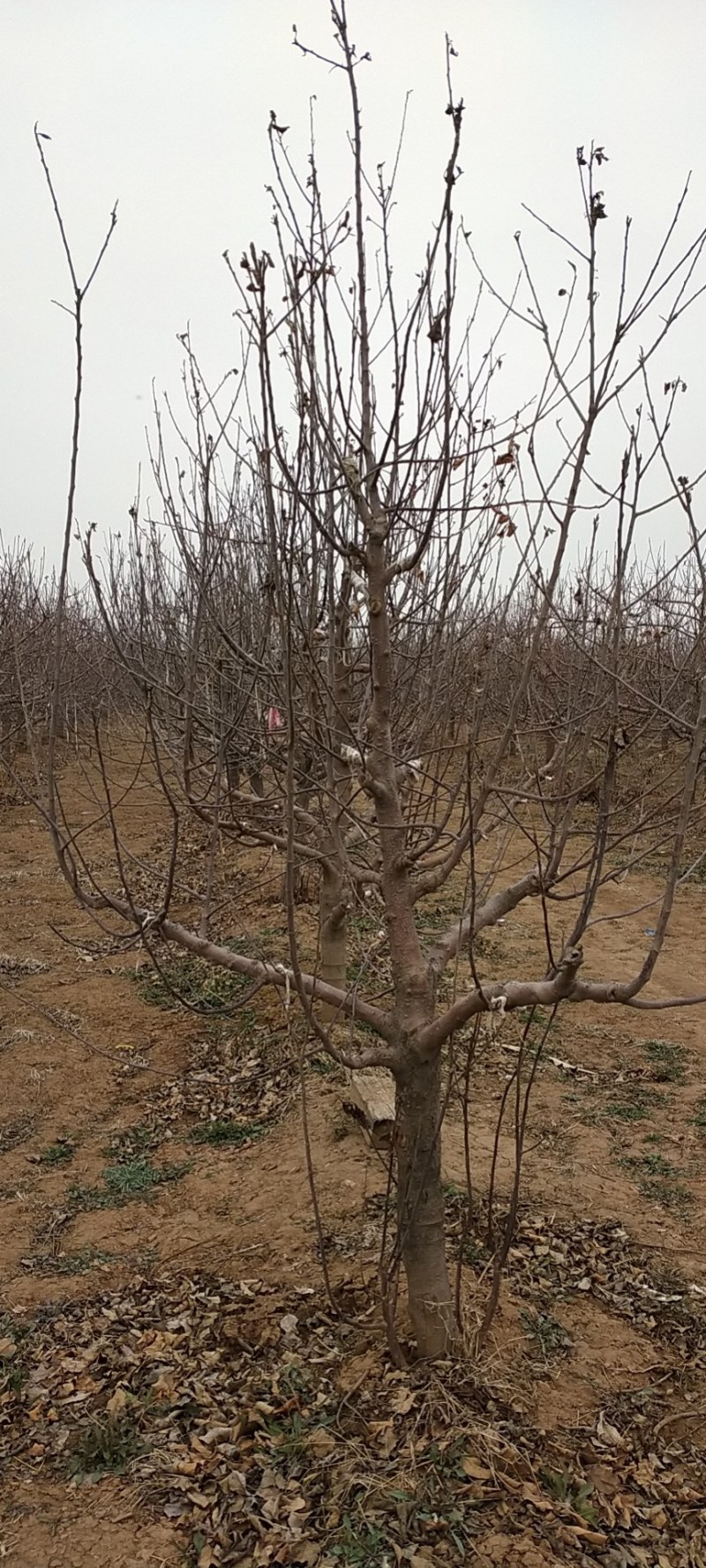 占地梨树杏绿化树大量供应馆陶县众康果品站