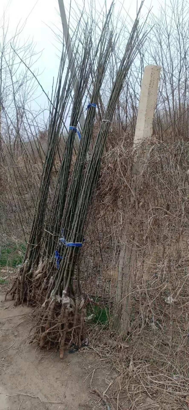 占地梨树杏绿化树大量供应馆陶县众康果品站